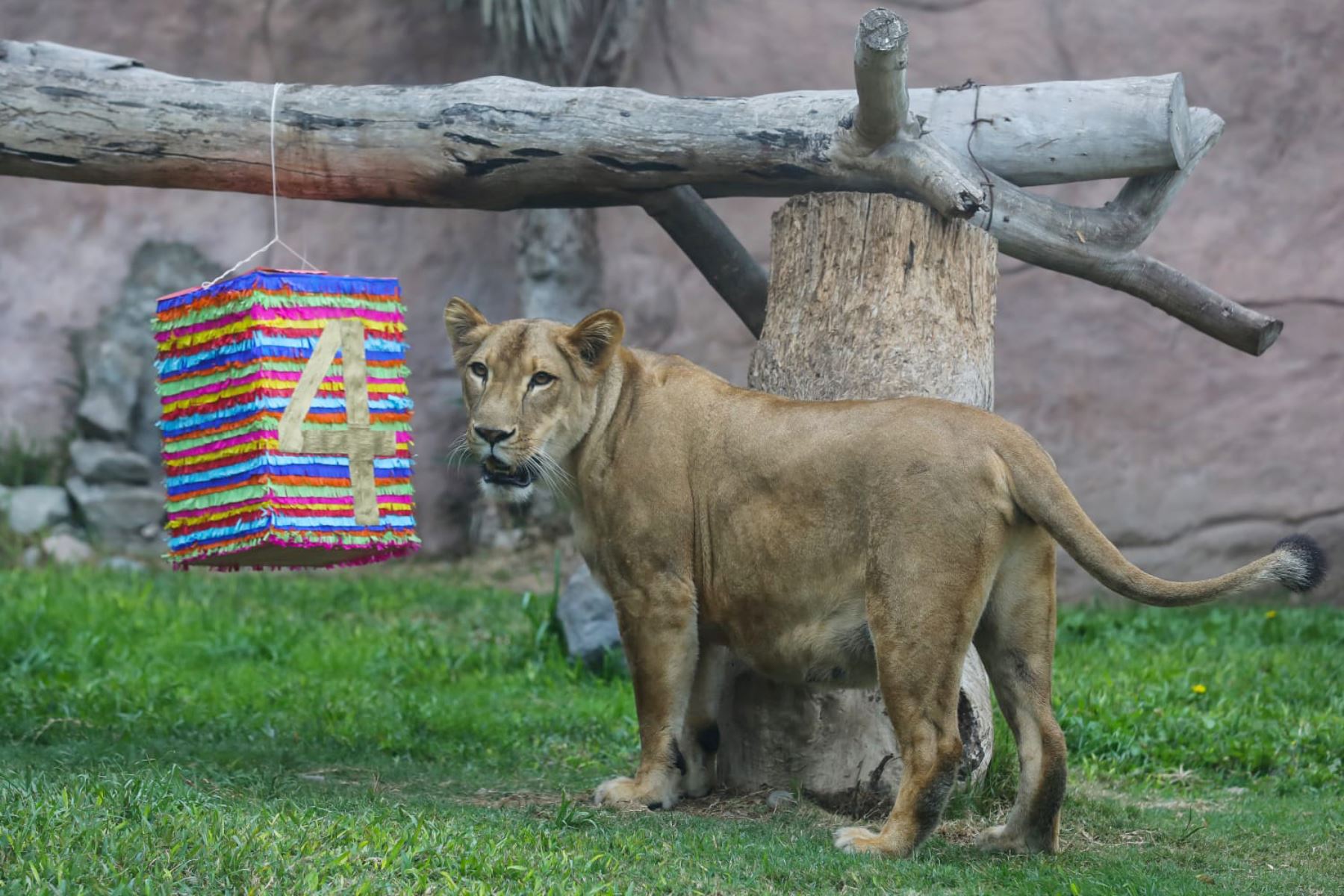 Chiclayanita, la primera cría de leones nacida en cautiverio, vive en el Parque de Las Leyendas con cuidado y amor. ANDINA/Municipalidad de Lima
