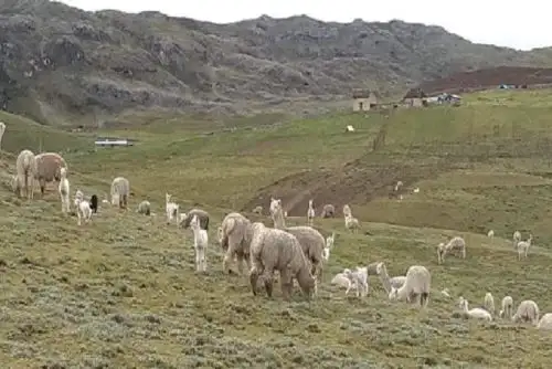 Durante los últimos días, las poblaciones de camélidos sudamericanos registraron abortos de alpacas gestantes y muertes de crías por hipotermia, específicamente en la localidad de la sierra sur de Pisacoma (Puno),