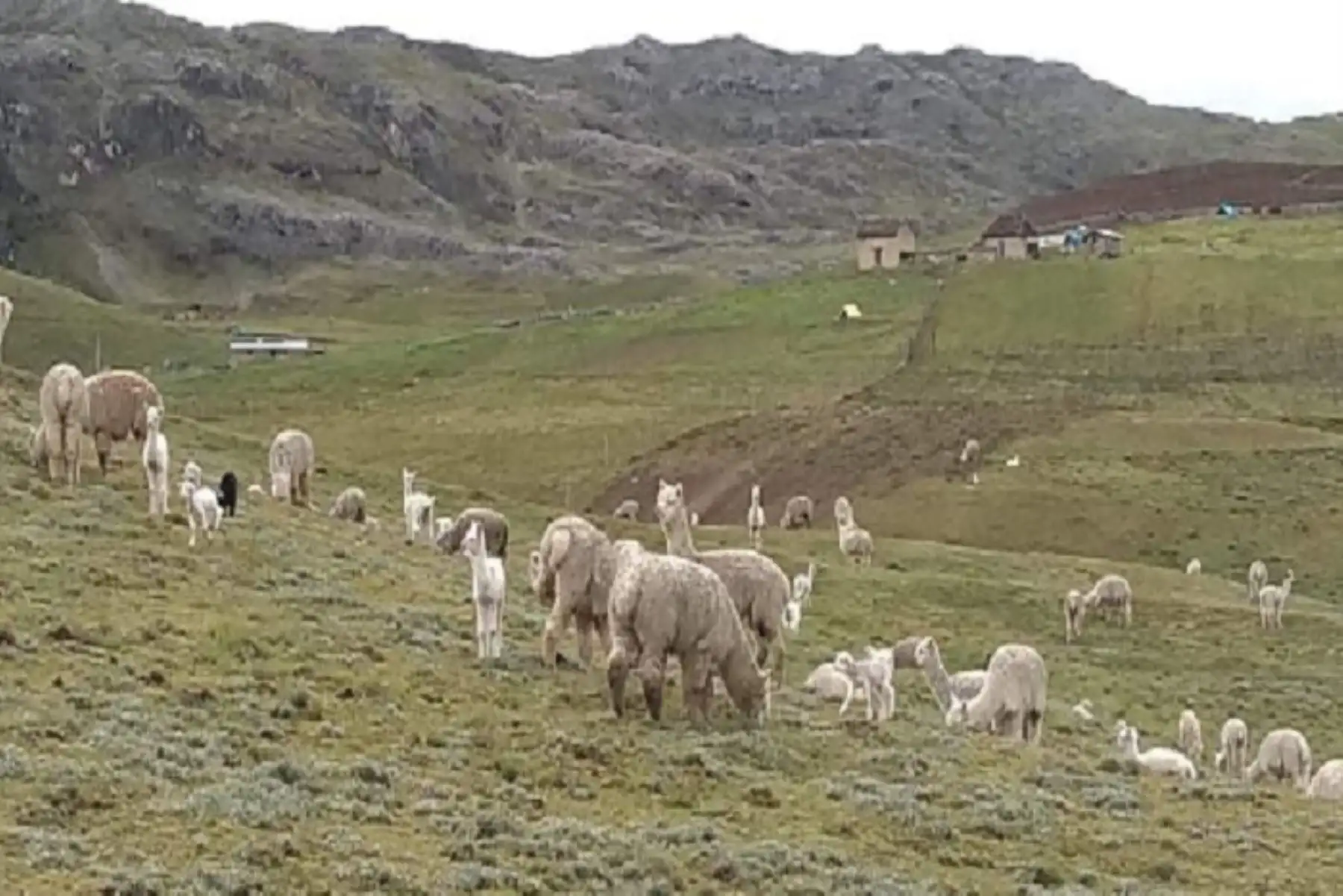 Durante los últimos días, las poblaciones de camélidos sudamericanos registraron abortos de alpacas gestantes y muertes de crías por hipotermia, específicamente en la localidad de la sierra sur de Pisacoma (Puno),