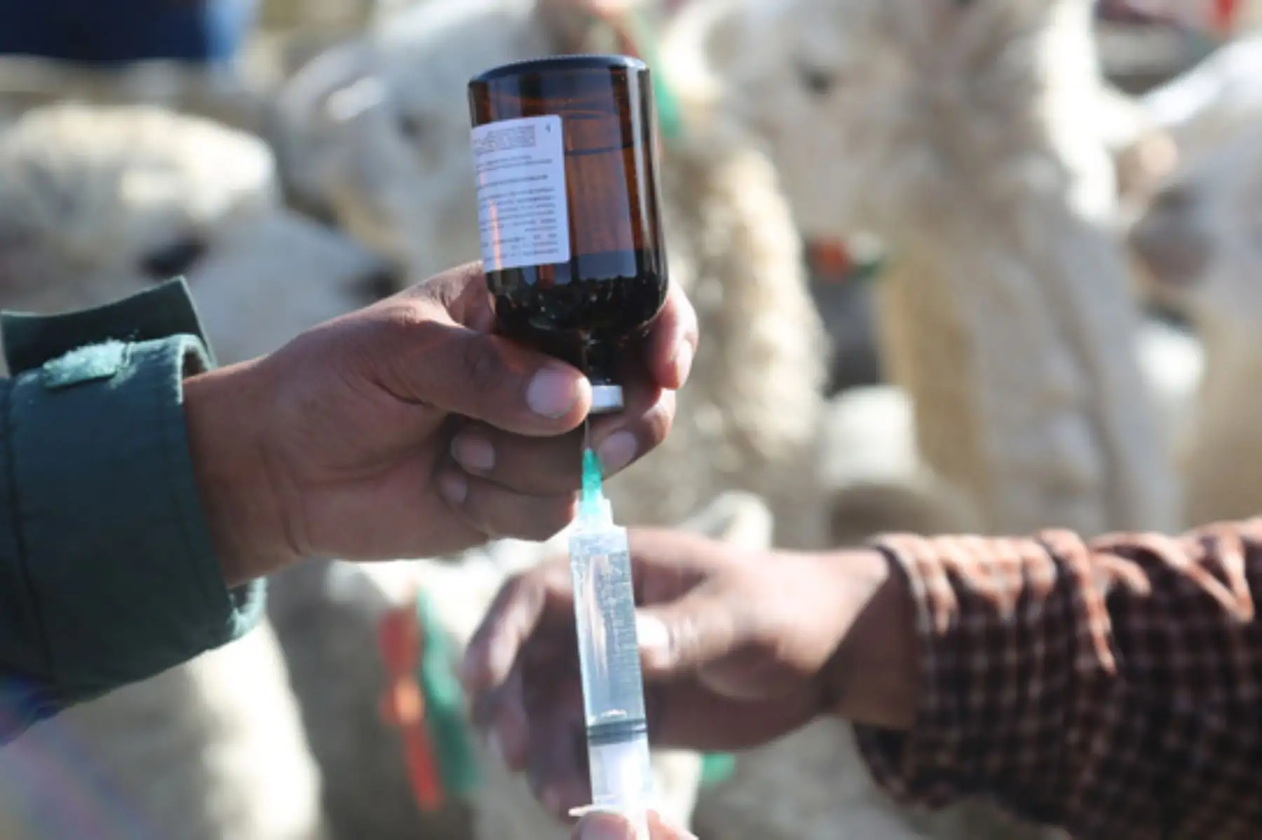 Cada kit veterinario está compuesto por antiparatisitarios, antibióticos e insumos para la prevención de enfermedades infecciosas y parasitarias del ganado, sobre todo en esta época de heladas. Foto: ANDINA/Difusión