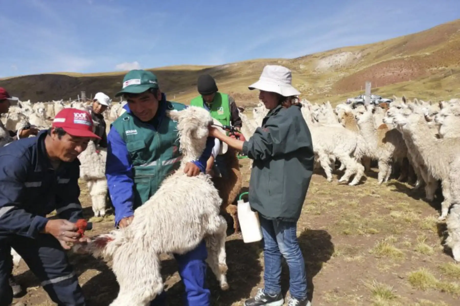 Agro Rural entregará 1,280 kits veterinarios en 14 distritos de 5 provincias apurimeñas. Foto: ANDINA/Difusión