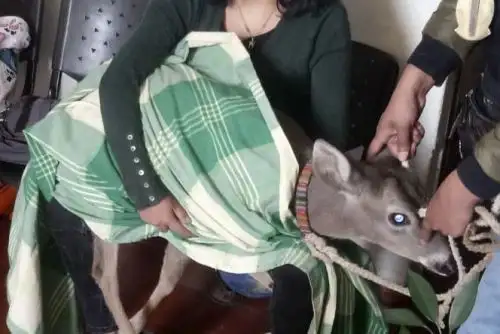 Venado cola blanca (Odocoileus virginianus) fue hallado con un lazo y collar en una vivienda en Cajamarca. Foto: ANDINA/Difusión