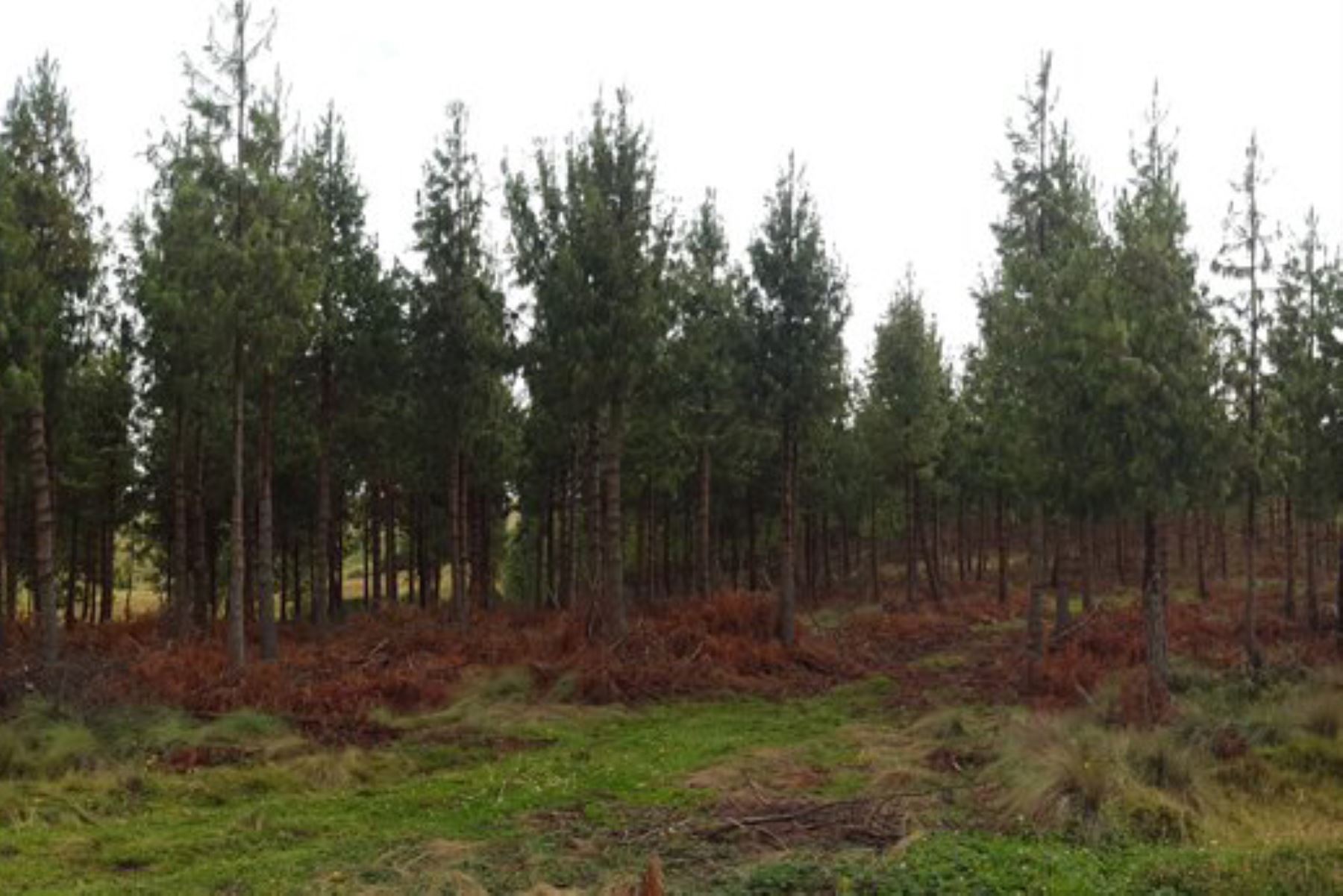 El Minagri donará 10,000 árboles de pino para la reforestación del distrito de Unicachi, región Puno. Foto: ANDINA/Difusión