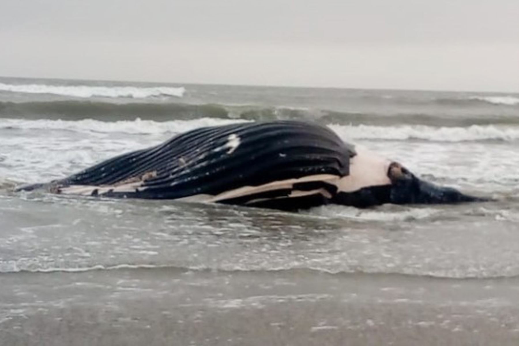Una ballena jorobada en avanzado estado de descomposición fue varada en el mar de Puerto Eten, región Lambayeque. Foto: ANDINA/Difusión