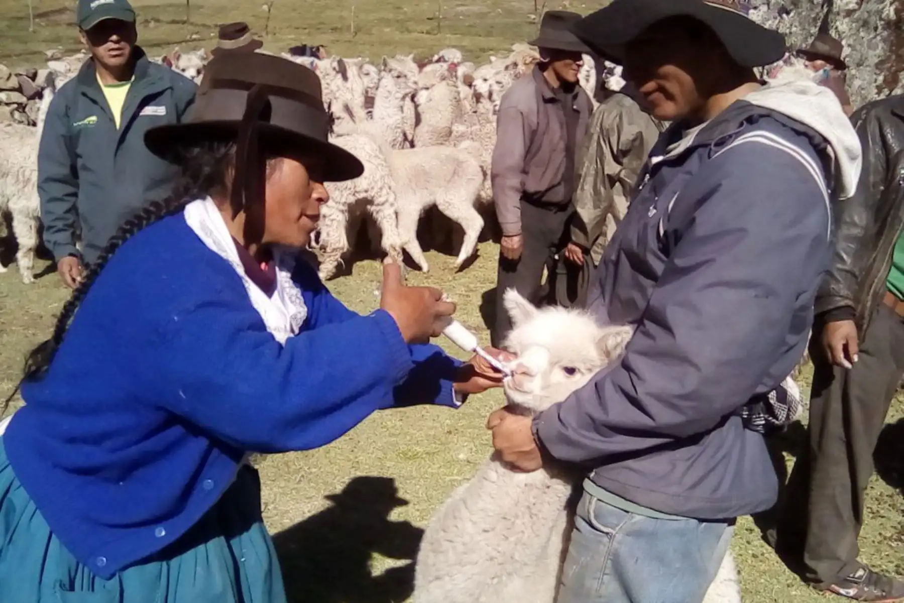 Productores ganaderos de Pichacani (Puno) recibirán kits compuestos por antiparatisitarios, antibióticos e insumos para la prevención de enfermedades infecciosas y parasitarias. Foto: ANDINA/Difusión