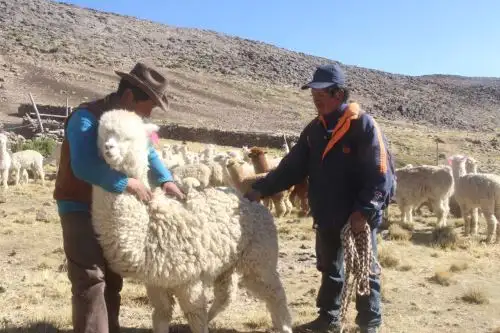 Productores ganaderos de Pichacani (Puno) recibirán kits compuestos por antiparatisitarios, antibióticos e insumos para la prevención de enfermedades infecciosas y parasitarias. Foto: ANDINA/Difusión