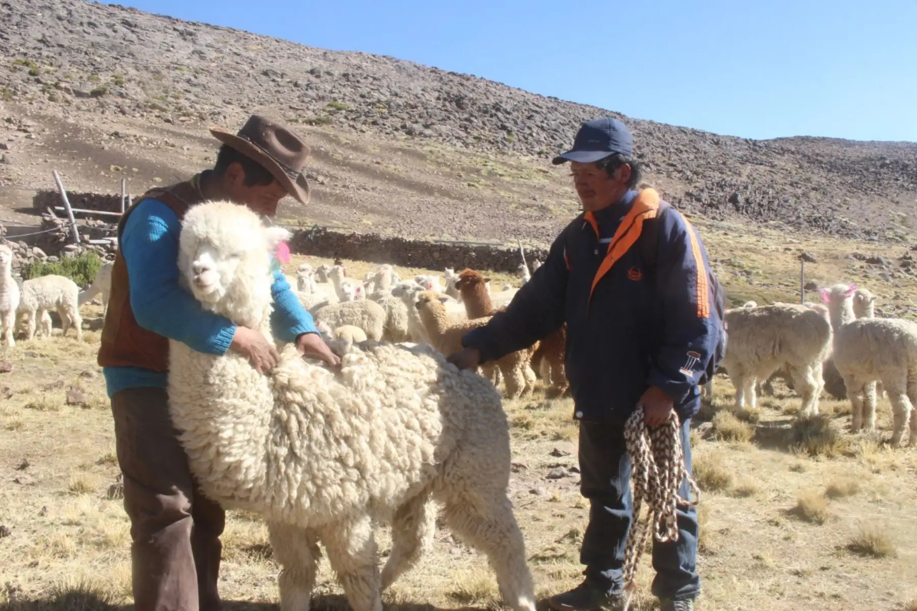 Productores ganaderos de Pichacani (Puno) recibirán kits compuestos por antiparatisitarios, antibióticos e insumos para la prevención de enfermedades infecciosas y parasitarias. Foto: ANDINA/Difusión