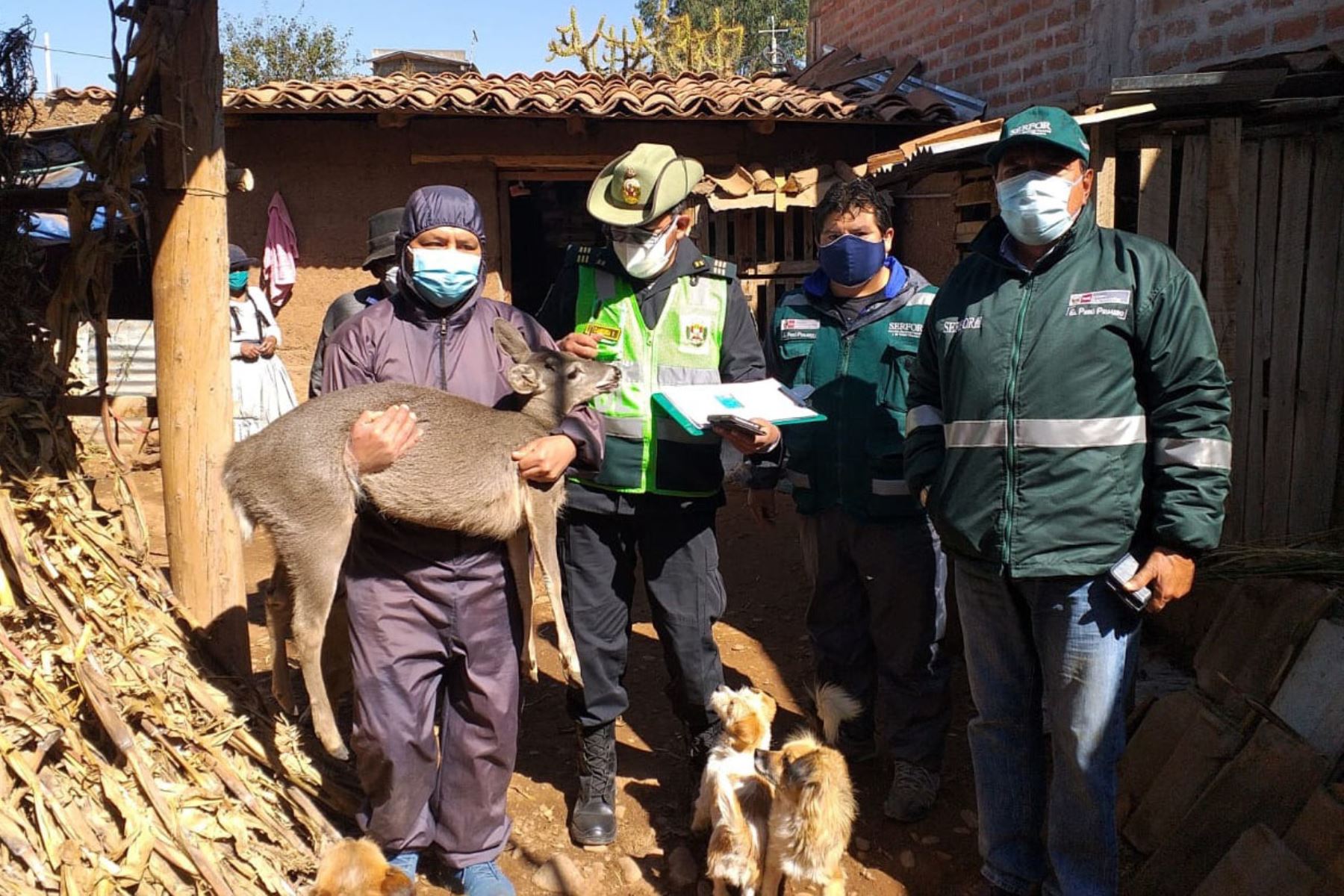 Este venado fue rescatado por las autoridades de una vivienda del distrito de El Tambo, en la provincia de Huancayo. Foto: ANDINA/Difusión