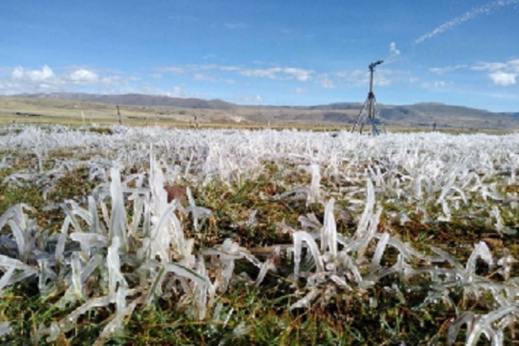 La proteína elaborada por estrudiantes peruano disminuye el daño causado por las heladas en los cultivos.