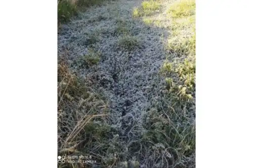Heladas causan daños en cultivos de familias en la sierra de Áncash.