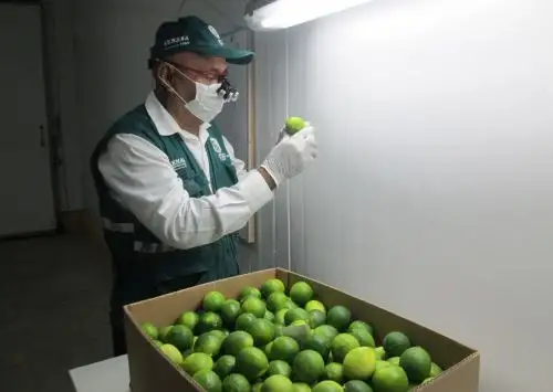 Región San Martín apuesta por el cultivo de limón tahití con fines de exportación. ANDINA/Difusión