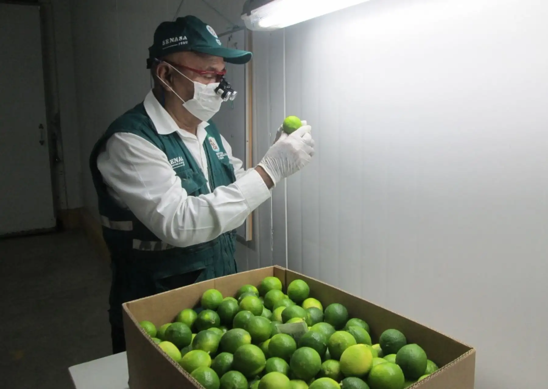 Región San Martín apuesta por el cultivo de limón tahití con fines de exportación. ANDINA/Difusión