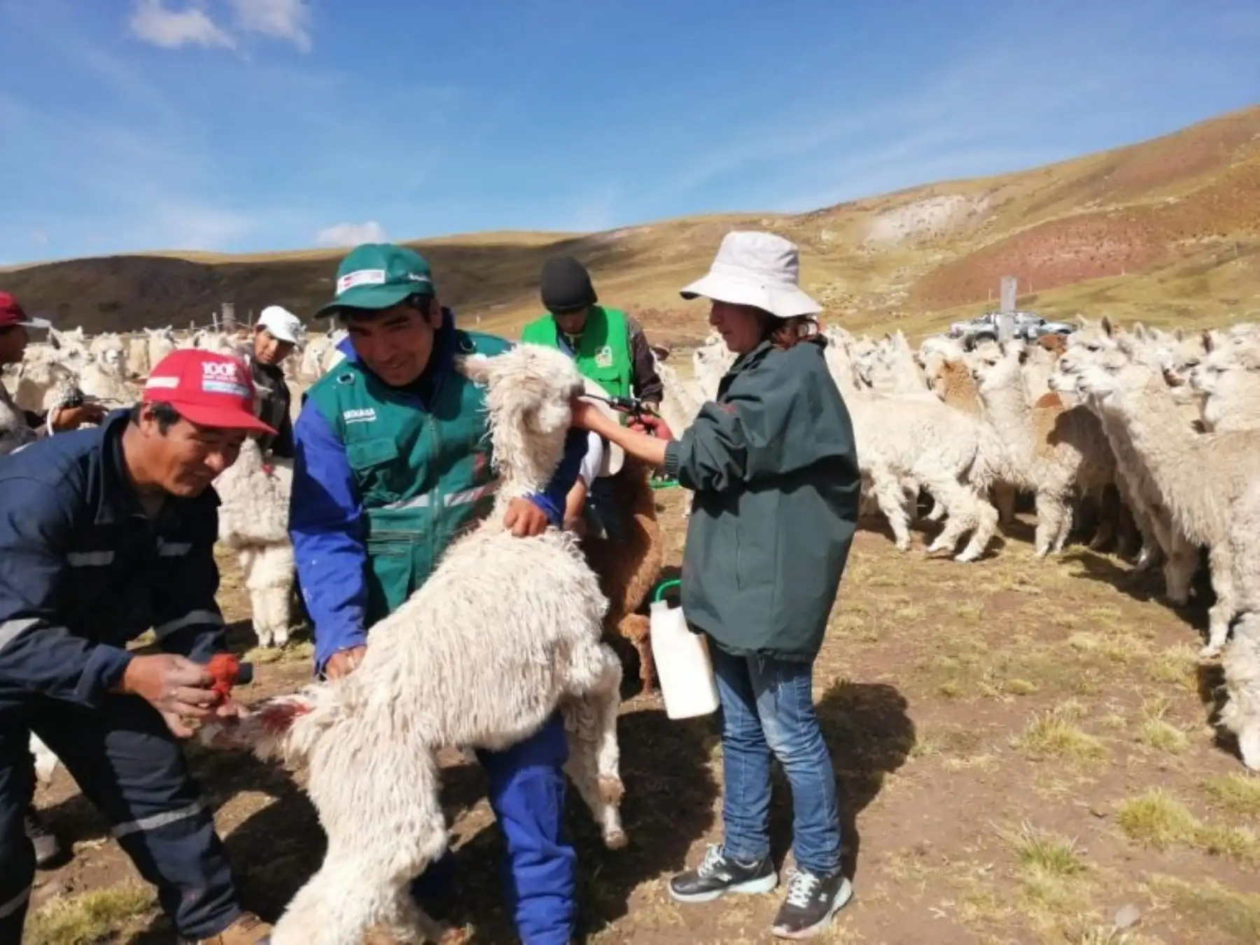 Agro Rural entrega kits veterinarios a ganaderos de la región Pasco para proteger al ganado ante las bajas temperaturas. ANDINA/Difusión