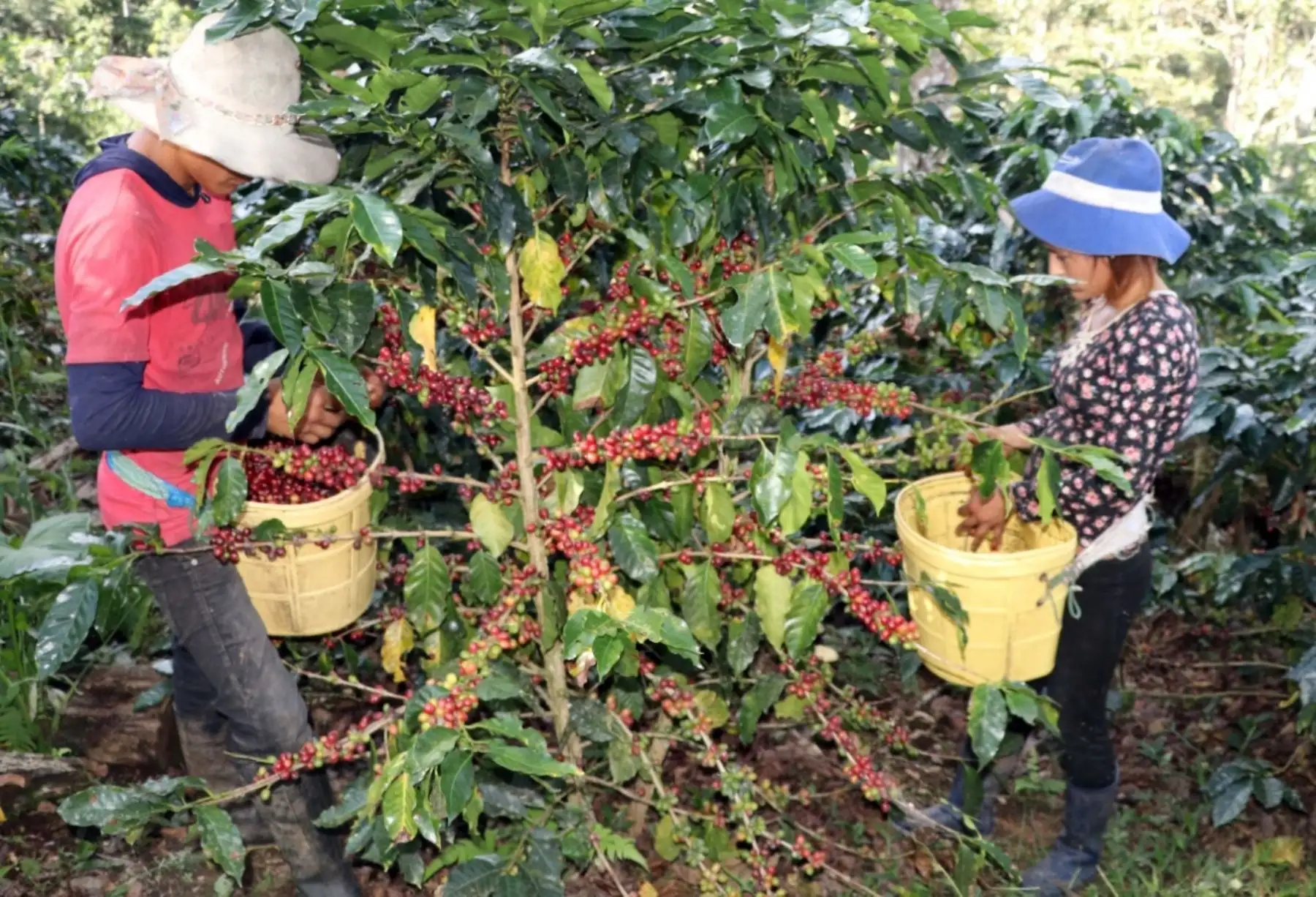 La prioridad es mantener la cadena de alimentos y reactivar la producción rural para la generación de ingresos. ANDINA/Difusión