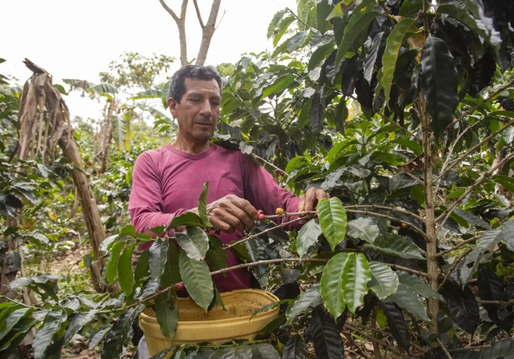 Resaltan el aporte del INIA en la mejora de la  productividad agrícola con semillas de alta calidad genética ANDINA/Difusión