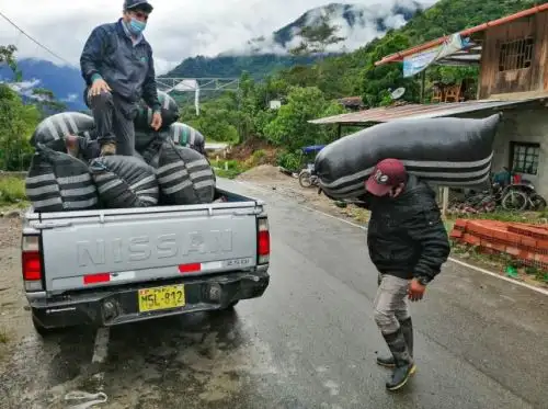 Productores cafetaleros de la zona de Desarrollo Alternativo de Tingo María, Tocache y Moyobamba, lograron vender en los meses de marzo, mayo y junio un total de 1,326 toneladas de café, gracias al apoyo de Alianza Café.
