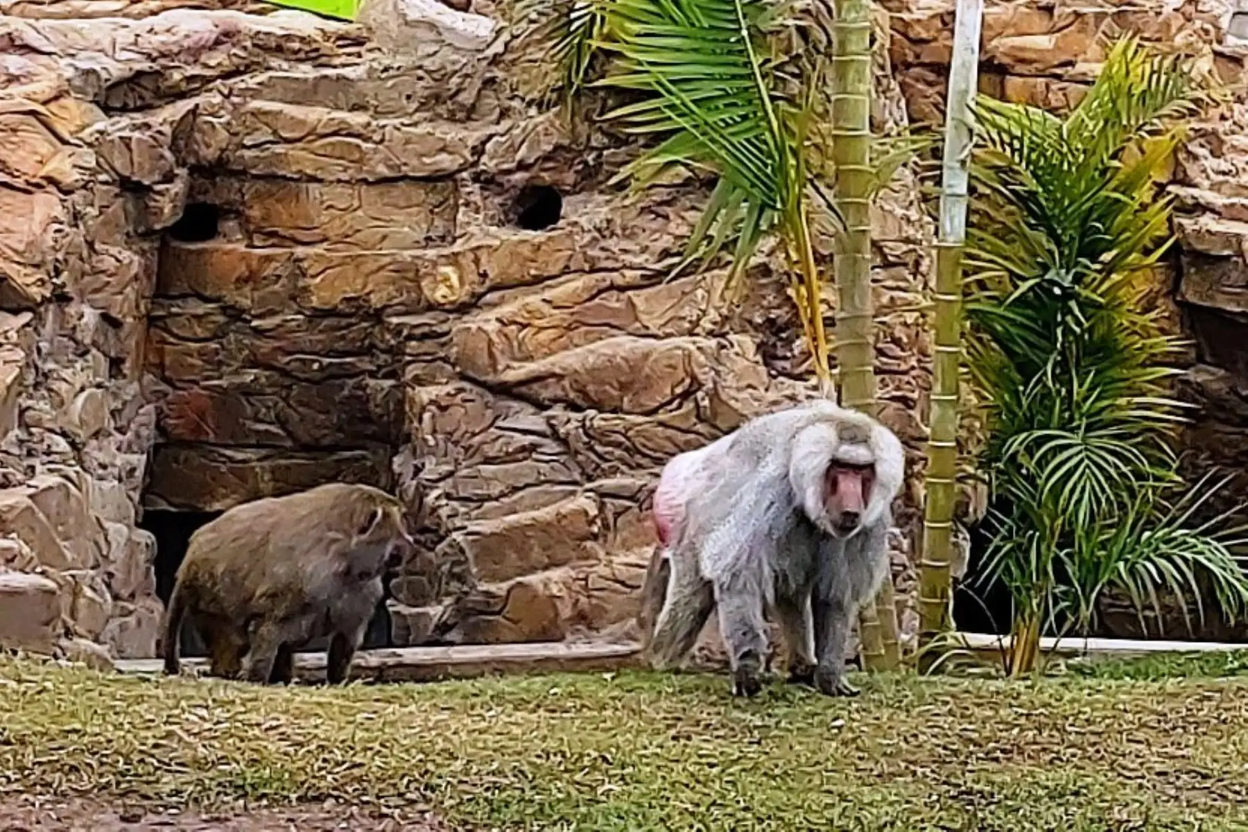 Parque de las Leyendas: conoce el nuevo ambiente de los papiones sagrados. Foto: ANDINA/Difusión.
