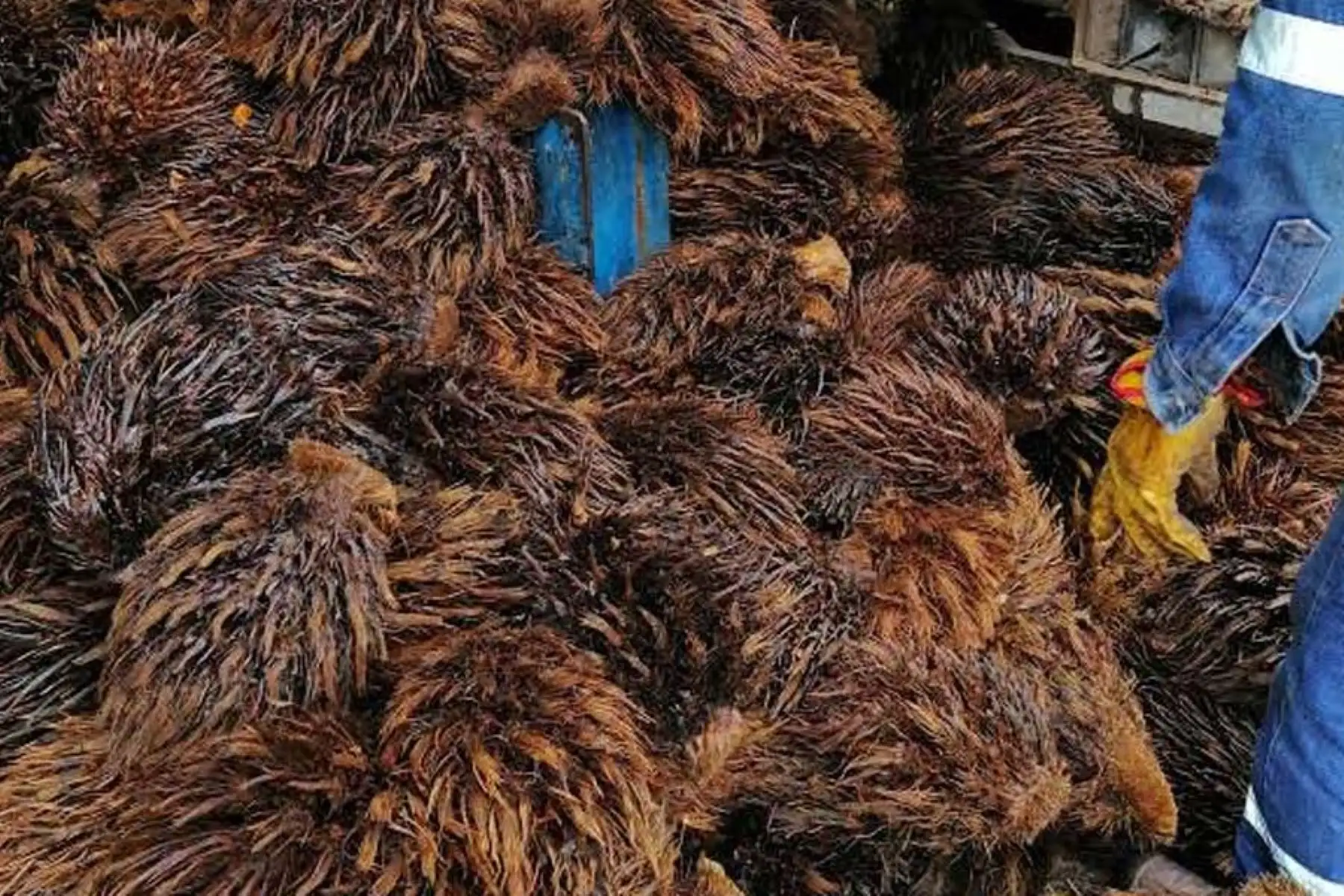 De 86 mil hectáreas productoras de palma en todo el país, Ucayali cuenta con 40 mil hectáreas procesadas en 10 plantas industriales.