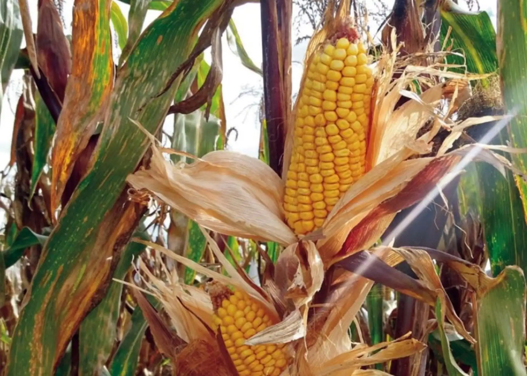 El INIA presentó su nueva variedad de maíz amiláceo, más grande, resistente a plagas y posee un gran potencial de producción por hectárea cultivada. ANDINA/Difusión