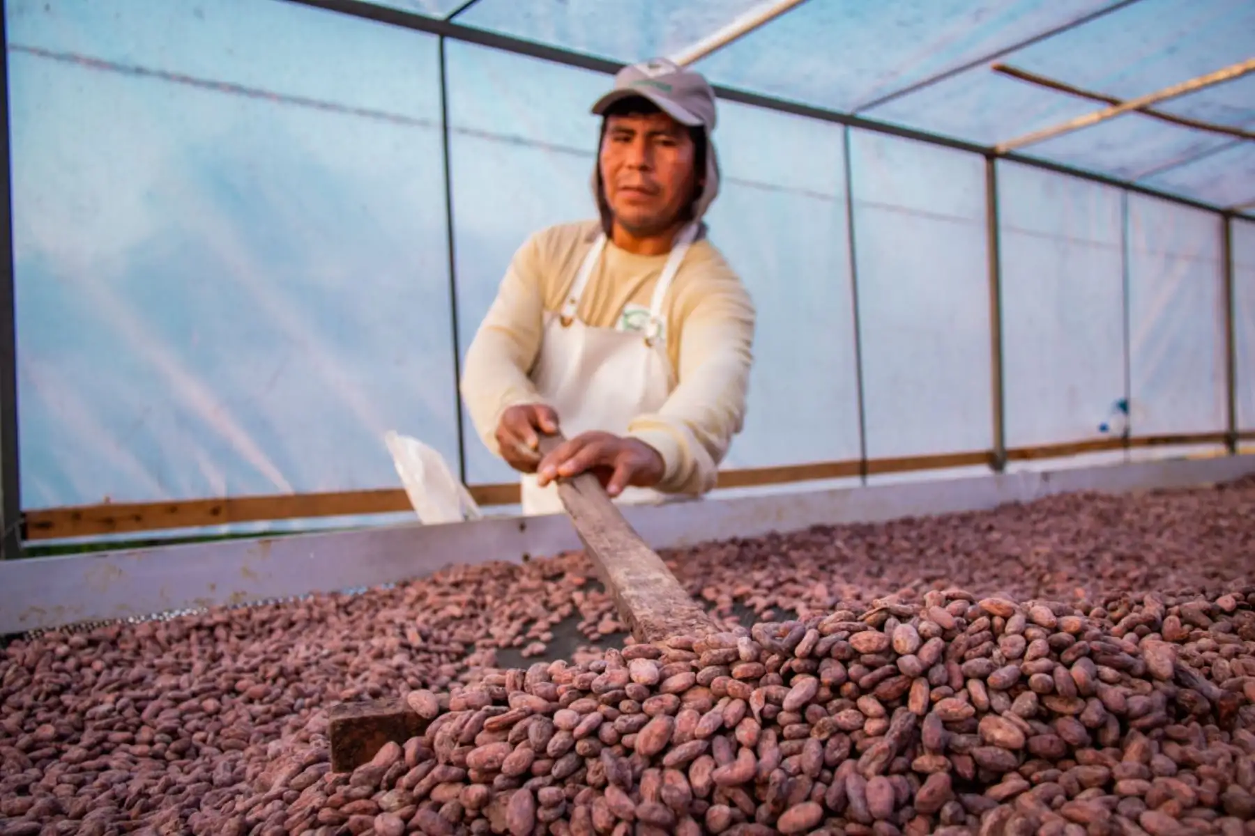 Cacaoteros de Junín y Madre de Dios mostrarán sus mejores productos en el Salón del Cacao y Chocolate Virtual 2020 virtual que empieza este jueves 16. ANDINA/Difusión
