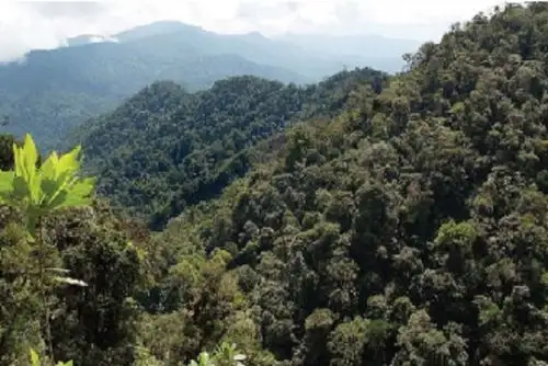 El programa Bosques logró que 274 comunidades indígenas y campesinas de nueve departamentos accedieran a un incentivo económico para el desarrollo de sus actividades productivas sin deforestación.