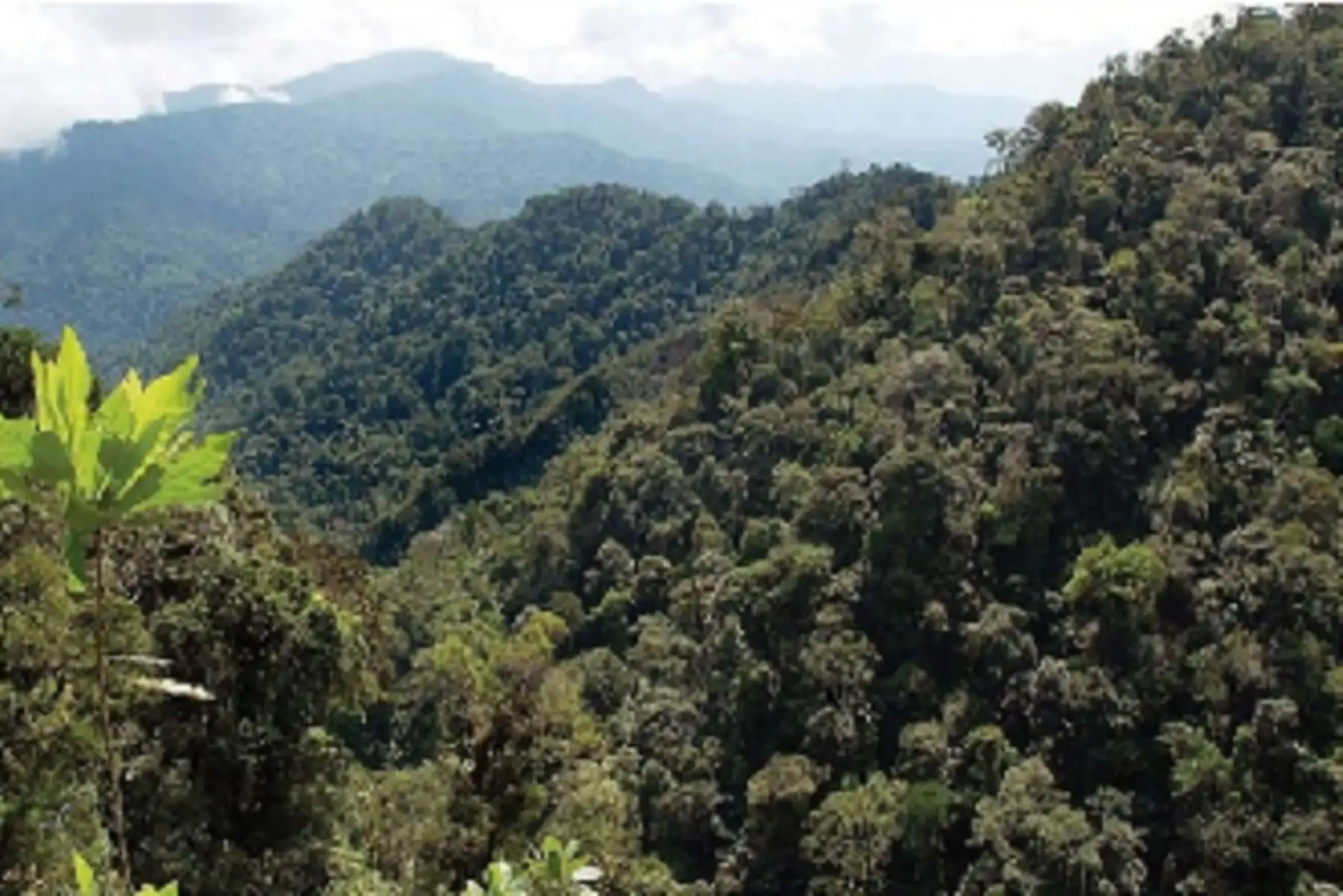 El programa Bosques logró que 274 comunidades indígenas y campesinas de nueve departamentos accedieran a un incentivo económico para el desarrollo de sus actividades productivas sin deforestación.