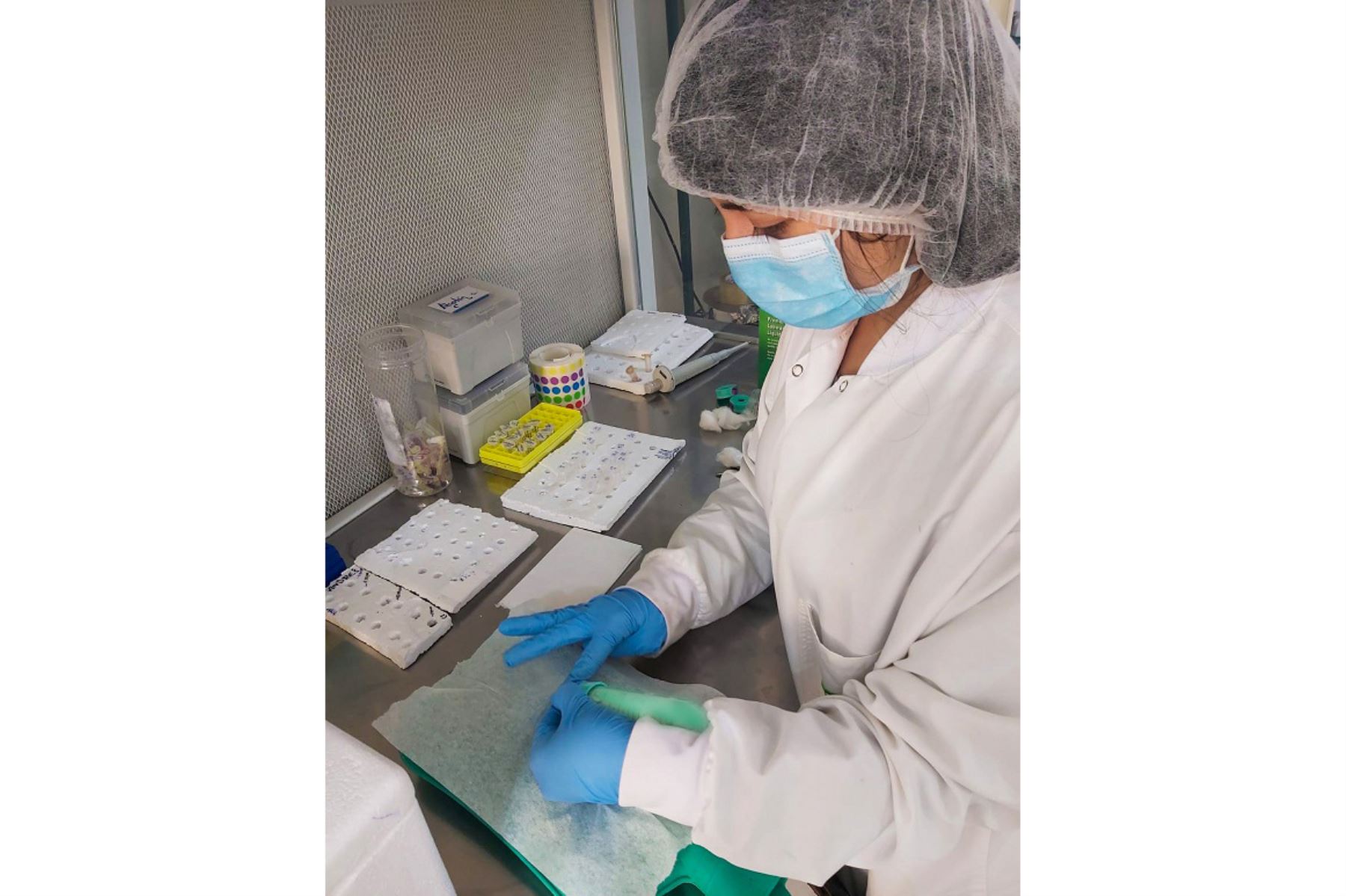 María de Grecia trabaja arduamente junto a un grupo de científicos para encontrar una vacuna contra el COVID-19. Foto:ANDINA/Pronabec