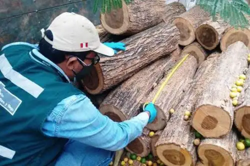 La Ley Forestal y de Fauna Silvestre considera una infracción muy grave el transporte, comercialización, adquisición, posesión de productos forestales, extraídos sin autorización.