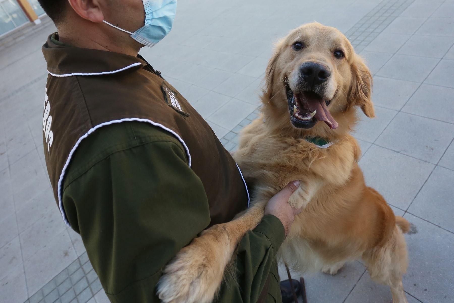 Fotografía del 14 de julio que muestra a un perro junto a un funcionario de entrenamiento canino de los Carabineros de Chile, en Santiago (Chile). Foto: EFE