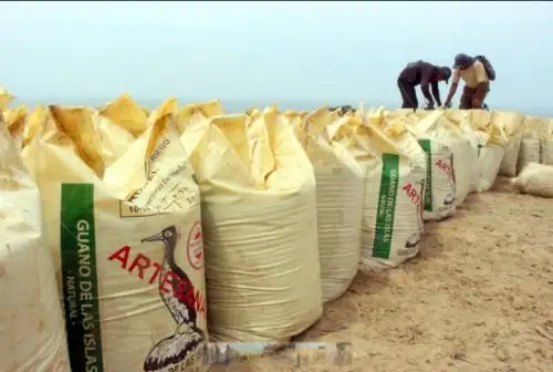 El programa Agro Rural del Ministerio de Agricultura y Riego (Minagri) destinó 1,900 kilos de guano de las islas para el desarrollo de trabajos de investigación en cultivos de olivo, en el departamento de Tacna, a fin de mejorar la calidad y producción de las familias agricultoras en las zonas rurales.