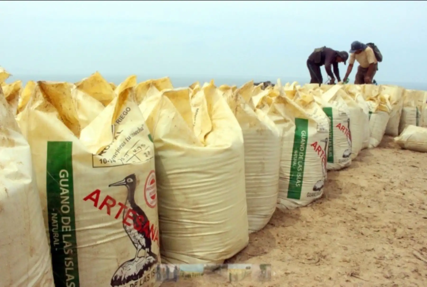 El programa Agro Rural del Ministerio de Agricultura y Riego (Minagri) destinó 1,900 kilos de guano de las islas para el desarrollo de trabajos de investigación en cultivos de olivo, en el departamento de Tacna, a fin de mejorar la calidad y producción de las familias agricultoras en las zonas rurales.
