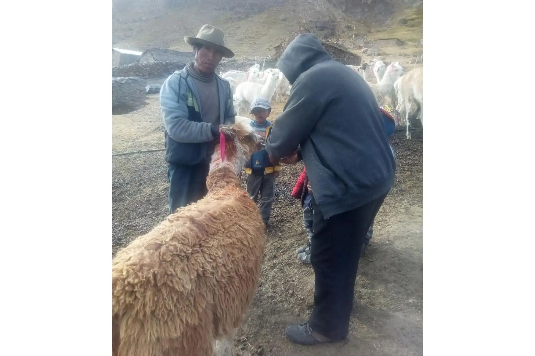 Un total de 2,000 familias campesinas de las provincias de Arequipa, Castilla, Caylloma, Condesuyos y La Unión serán beneficiadas con campaña de dosificación de Agro Rural. Foto: ANDINA/Difusión
