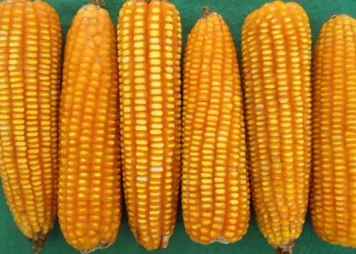 La integración ya se ha iniciado con el anuncio de un cervecera sobre la compra, en los próximos tres años, de 45,000 toneladas de maíz amarillo duro a pequeños productores de la costa central, dijo el experto Ángel Manero Campos. Foto: ANDINA/Difusión