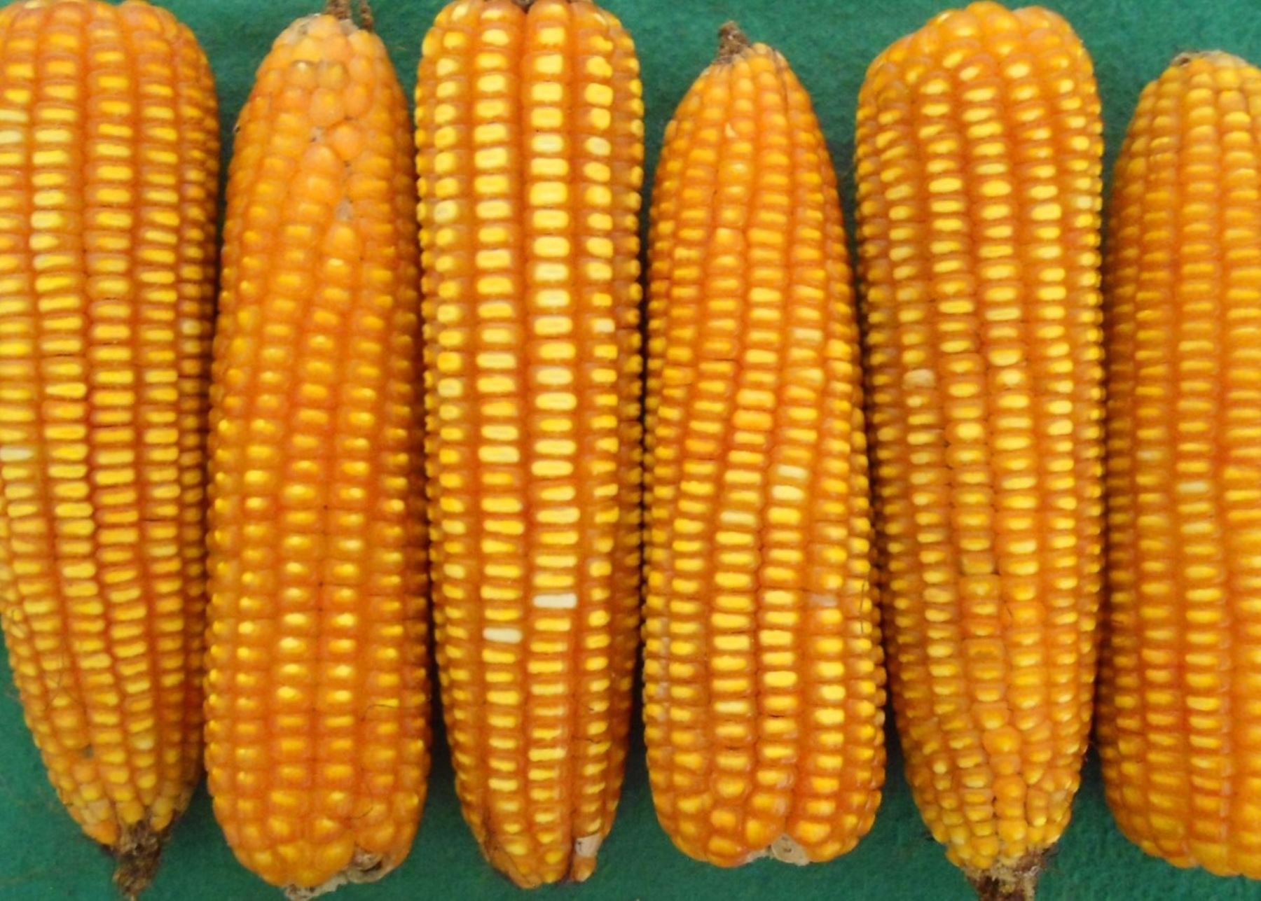 El INIA presentó nuevas variedades de frijol y maíz amarillo duro que impulsarán y potenciarán la agricultura familiar. ANDINA/Difusión