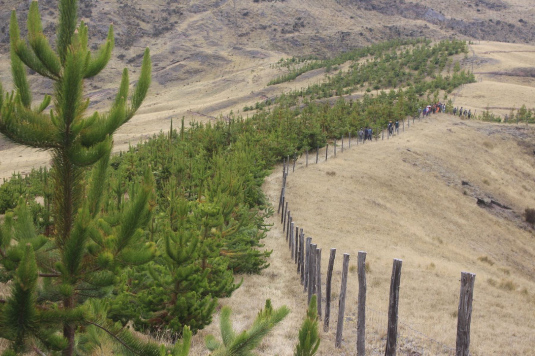 Agro Rural incluirá este año en sus requerimientos de compras madera de plantaciones forestales. Foto: ANDINA/Difusión