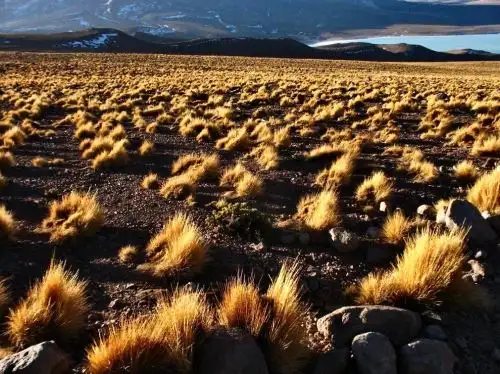 Investigadores peruanos fabrican paneles elaborados a base de ichu y cemento para combatir heladas y bajas temperaturas.
