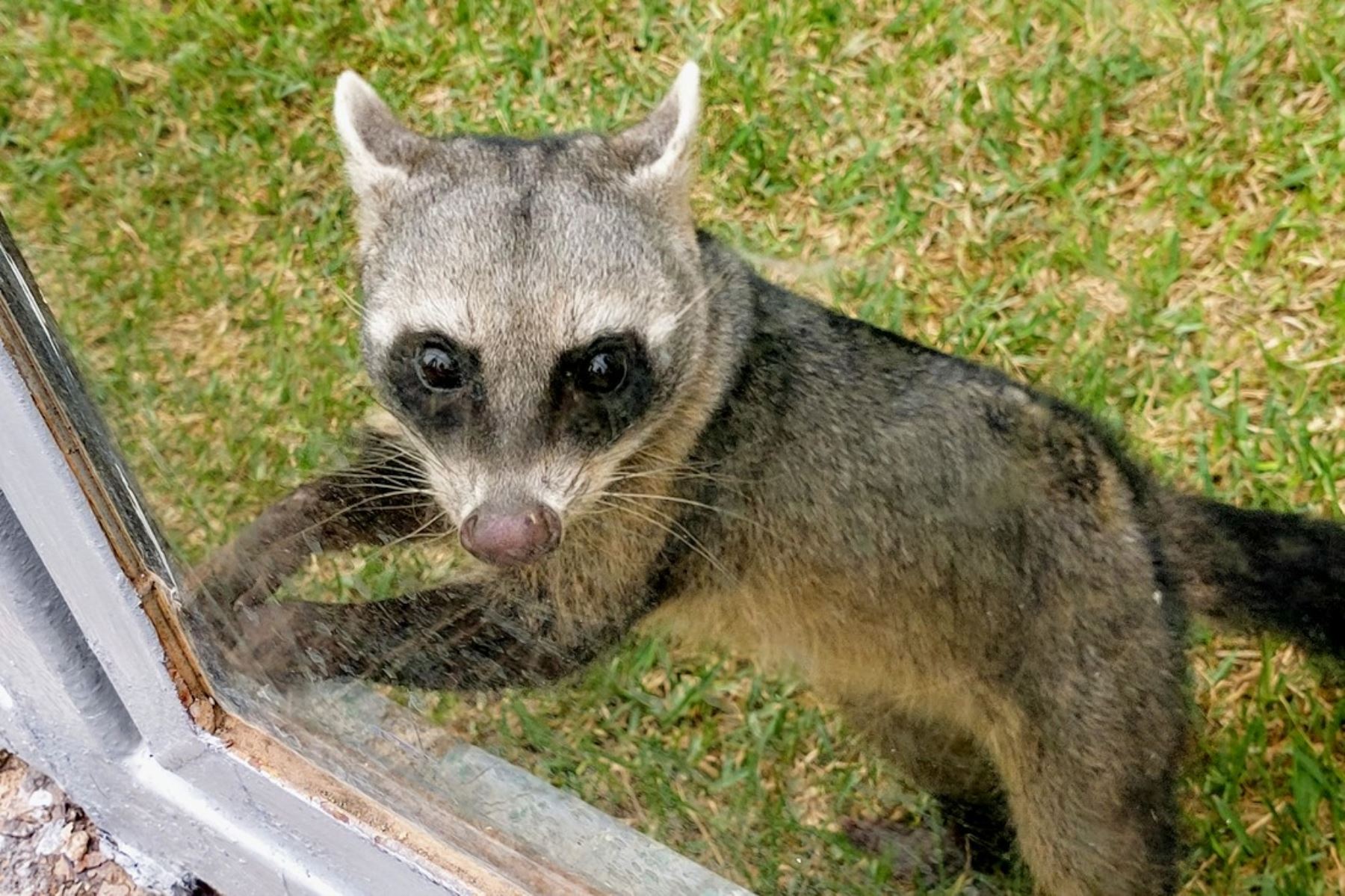 Parque de las Leyendas: conoce a Rigby, el mapache rescatado en la selva. Foto: ANDINA/Difusión.