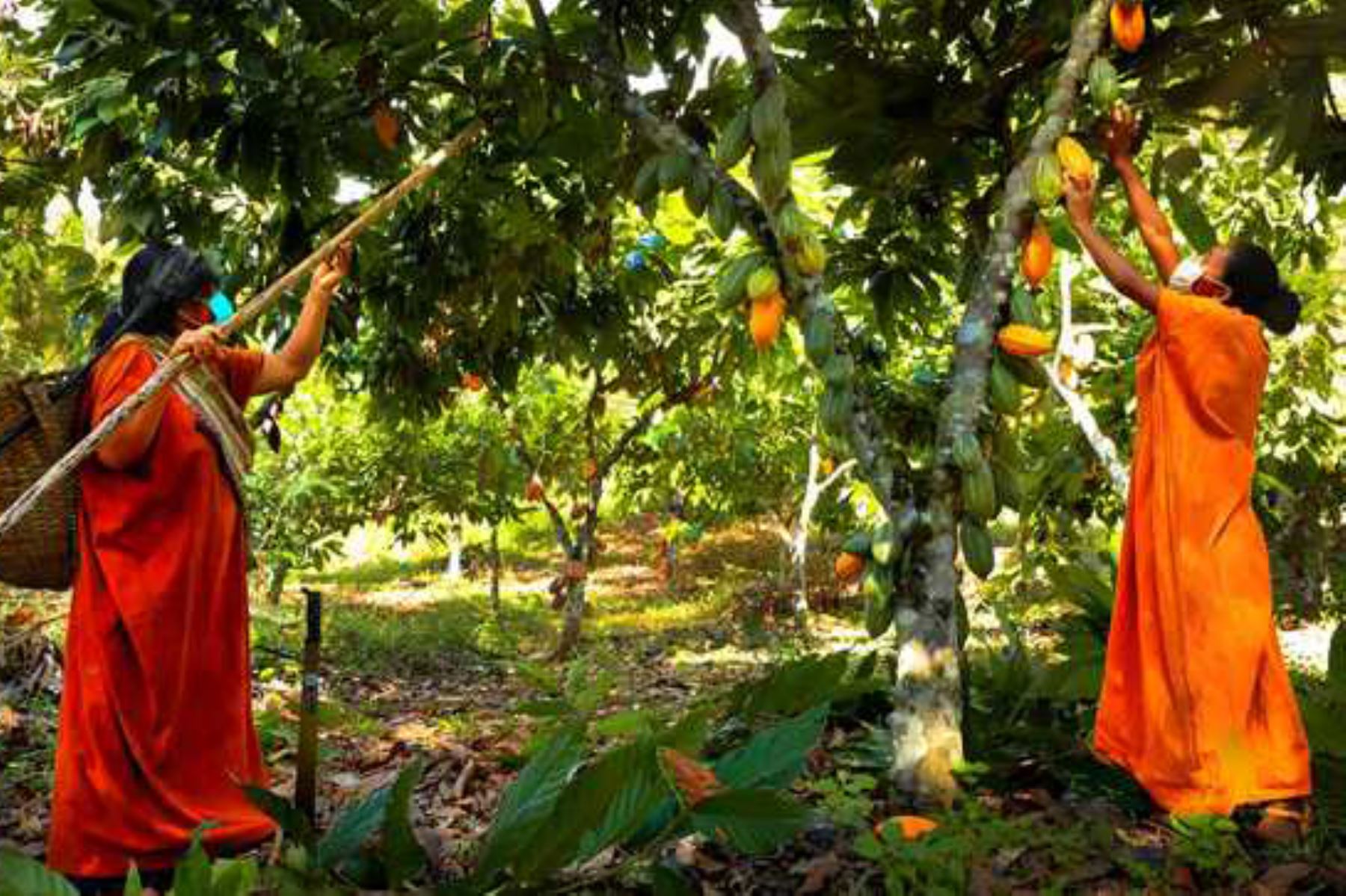 Productores de Pangoa (Junín), promovidos por Devida, comercializaron 138 toneladas de cacao orgánico para mercado europeo. Foto: ANDINA/Difusión