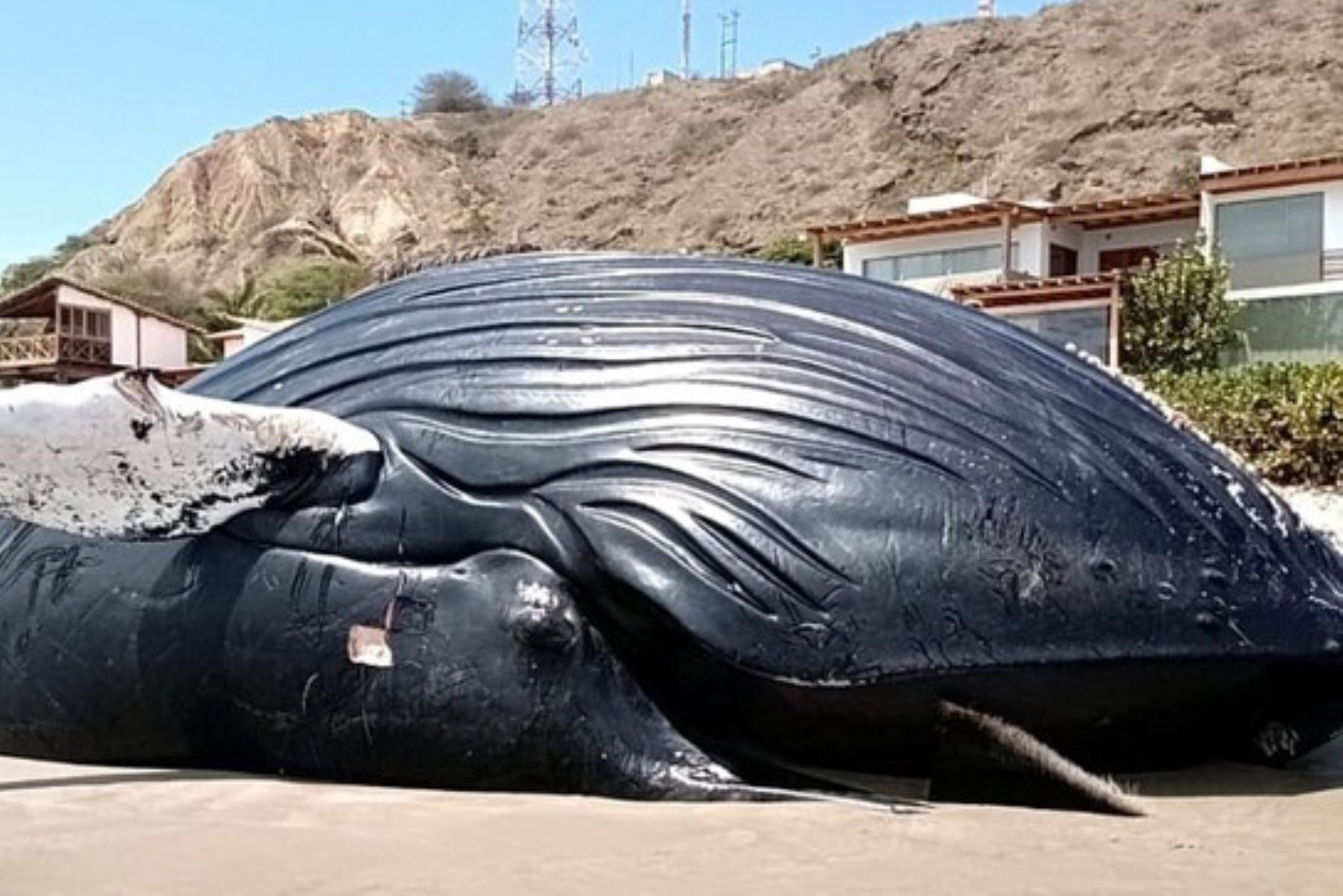 Se trata de un ejemplar macho adulto de ballena jorobada Megaptera Novaeangliae de 14.1 m de longitud total. Foto: DIfusión