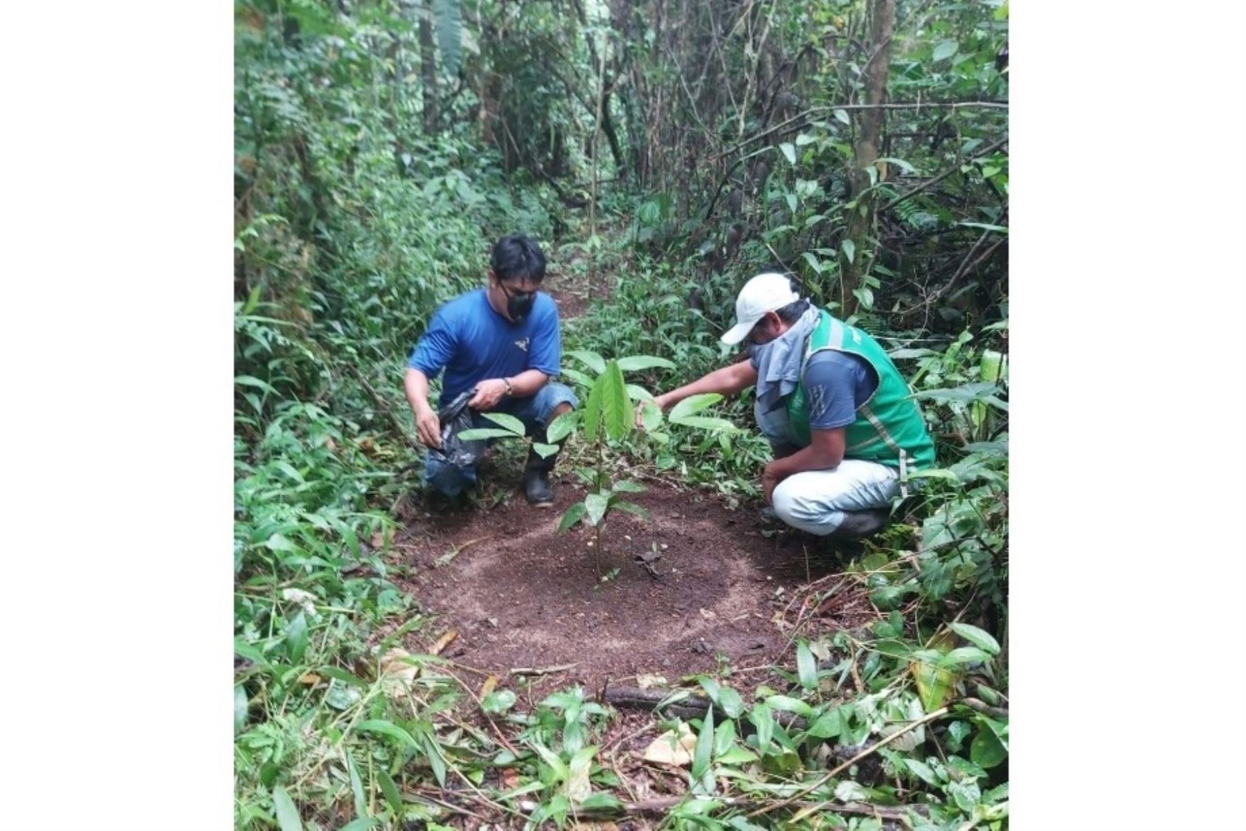 El proyecto Pedamaalc del Ministerio de Agricultura reforestará 655 hectáreas de bosques en terrenos degradados de la provincia de Alto Amazonas, región Loreto. ANDINA/Difusión