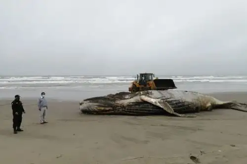 Ballena jorobada varada en el mar de Lambayeque se encontraba en avanzado estado de descomposición. Foto: ANDINA/Difusión