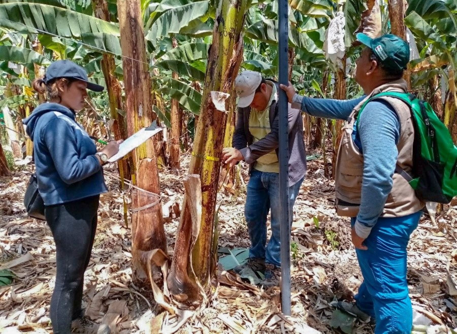 Investigadores de la Universidad de Piura desarrollan un estudio que plantea el de tecnología para mejorar la productividad del banano orgánico de Piura. ANDINA/Difusión