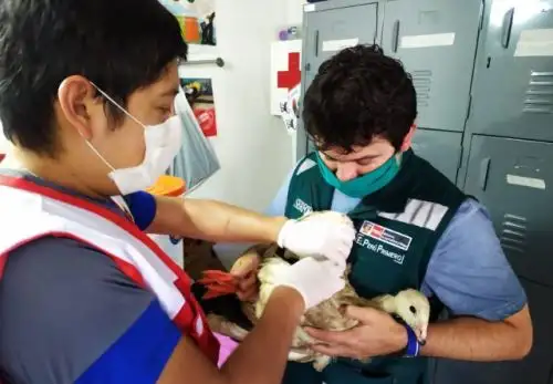 El Servicio Nacional Forestal y de Fauna Silvestre (Serfor), entidad adscrita al Ministerio de Agricultura y Riego (Minagri) cumple el 26 de julio, seis años de labor por la gestión y promoción del uso sostenible, y la conservación de la flora y fauna silvestre del país de nuestros bosques y ecosistemas de vegetación silvestre.