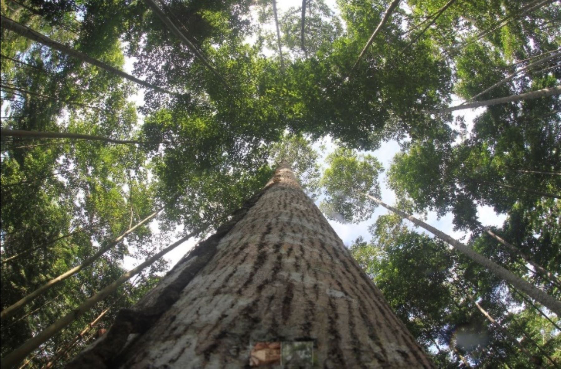 Una nueva especie de árbol maderable que crece en los bosques andino-amazónicos de la región Cusco, en el ámbito de la Reserva de Biósfera del Manu, ha sido descubierta para la ciencia mundial por Isau Huamantupa Chuquimaco, docente investigador de la Universidad Nacional Amazónica de Madre de Dios. ANDINA/Difusión