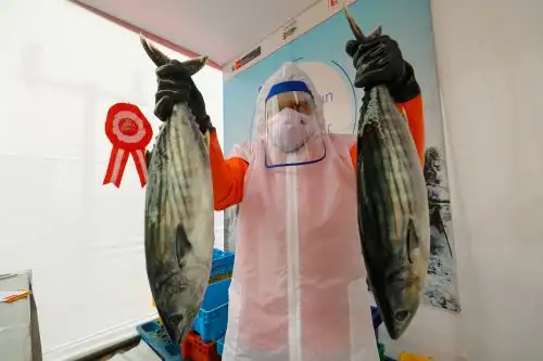 La importancia de consumir pescados azules como anchoveta, caballa, atún o jurel, entre otros del biodiverso mar peruano, se encuentra en la alta cantidad de nutrientes como la vitamina D que aportan en una dieta balanceada para robustecer el sistema inmune frente a amenazas como el coronavirus y otras enfermedades. ANDINA/Difusión