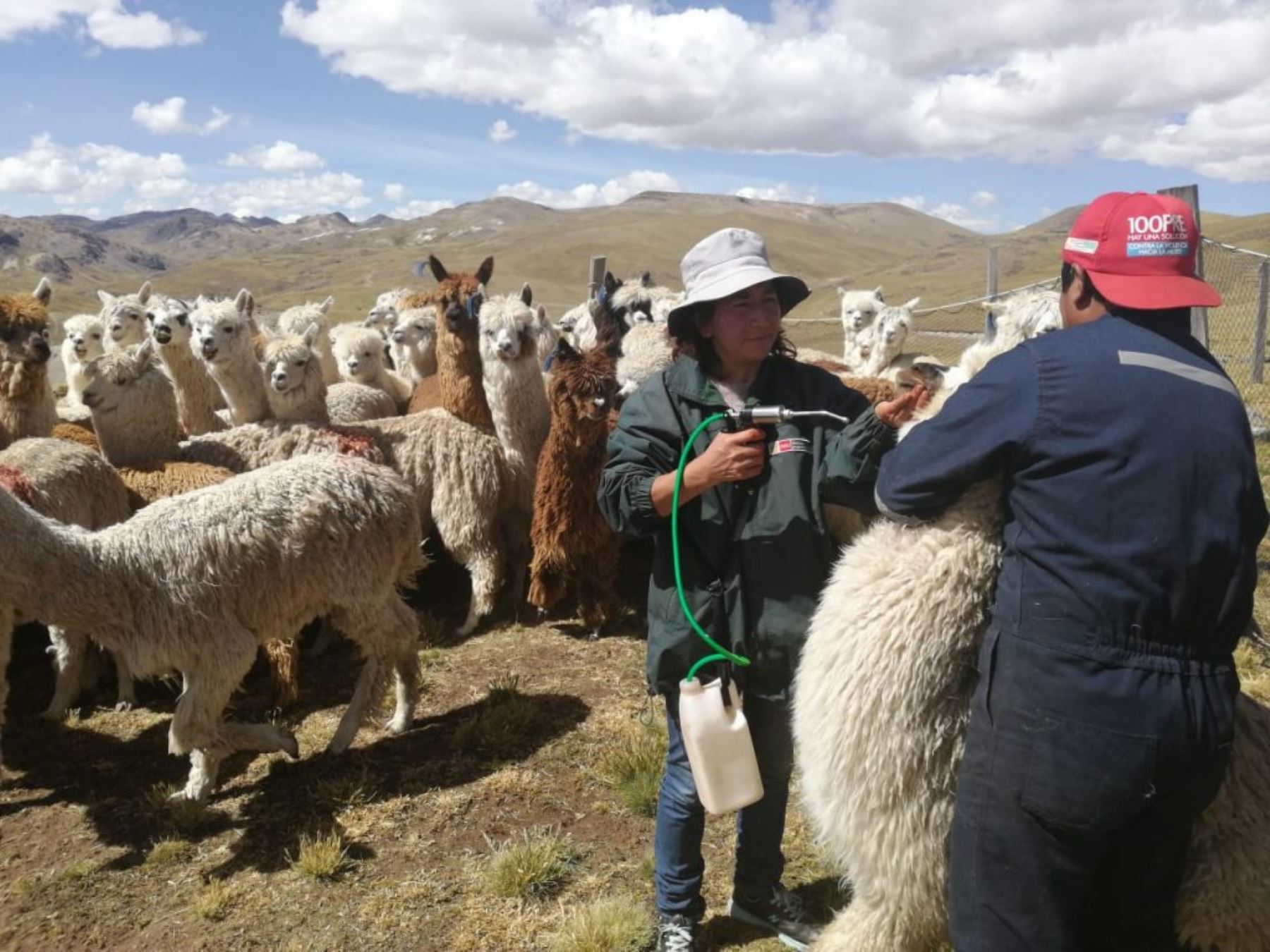 Ministerio de Agricultura entrega kits veterinarios en Ayacucho para proteger al ganado ante bajas temperaturas. ANDINA/Difusión