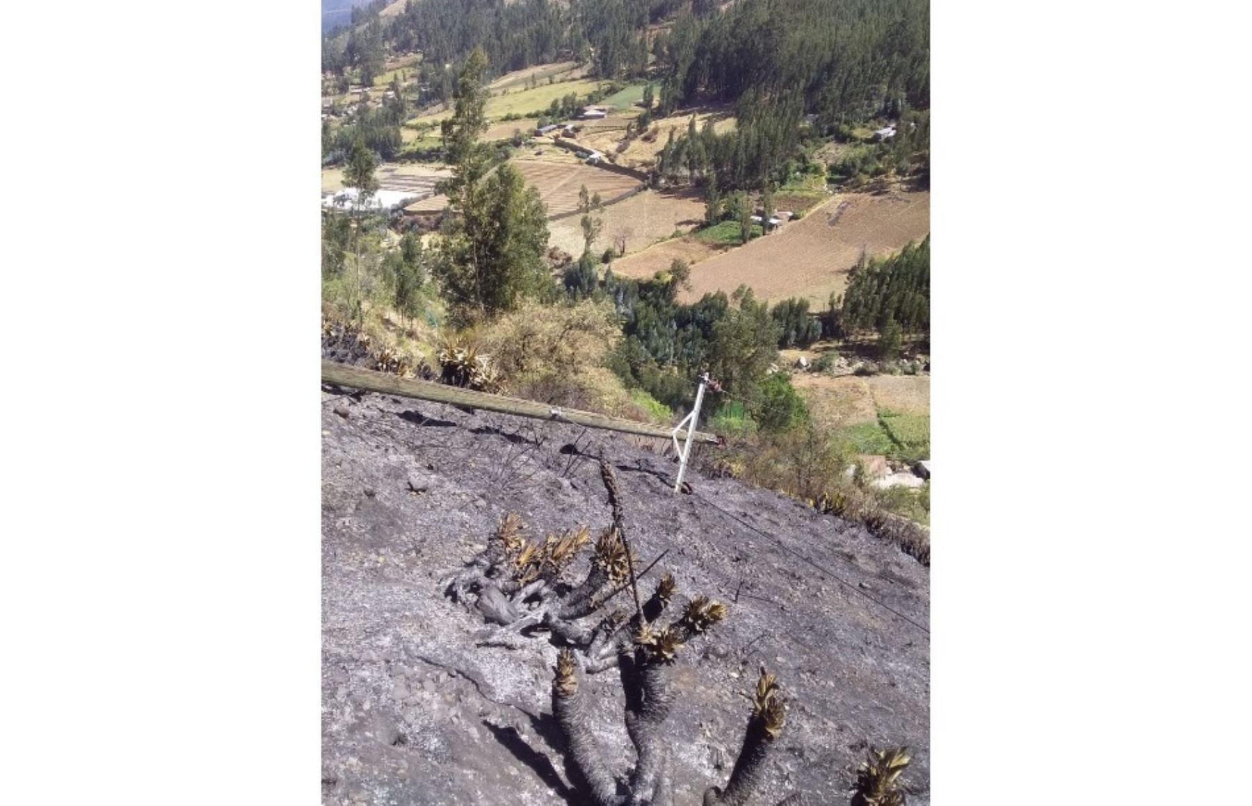 Incendio forestal afecta instalaciones eléctricas y pastos naturales en la provincia de Carhuaz, en Áncash.