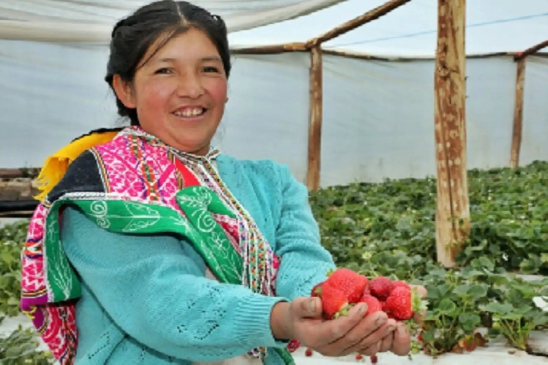 Familias usuarias del proyecto Haku Wiñay/Noa Jayatai usan tecnologías para incrementar producción y productividad de la agricultura familiar.