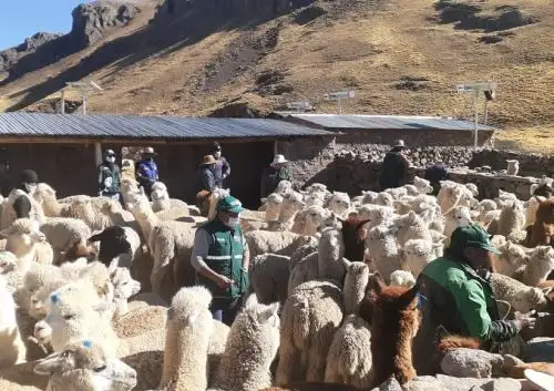 Agro Rural entregó kits veterinarios para proteger a más de 40,000 cabezas de ganado ante las bajas temperaturas en las provincias de Canchis y Paucartambo, región Cusco.