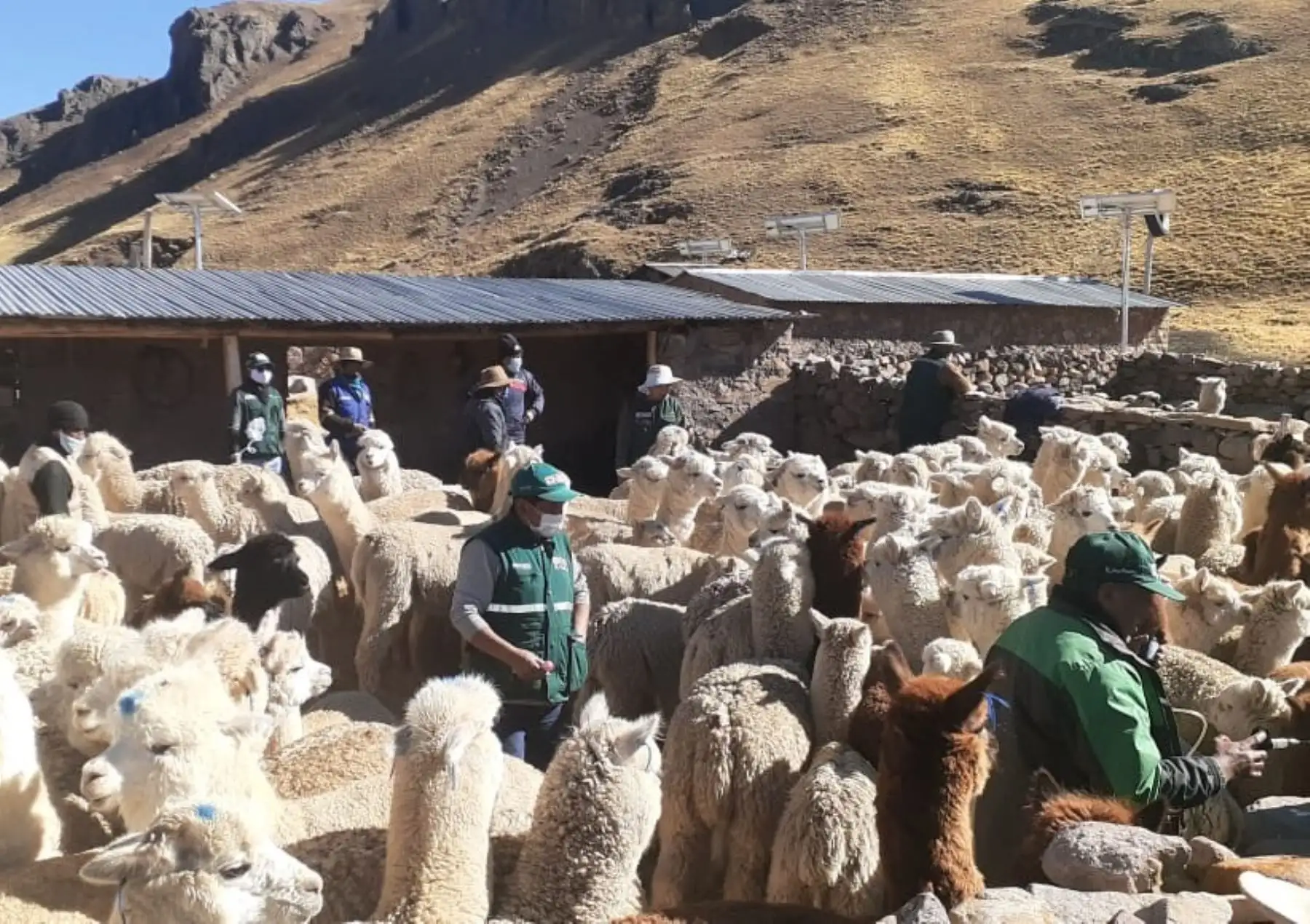 Agro Rural entregó kits veterinarios para proteger a más de 40,000 cabezas de ganado ante las bajas temperaturas en las provincias de Canchis y Paucartambo, región Cusco.